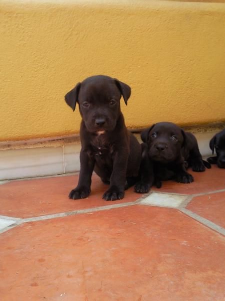 vendo cachorritos de pitbull