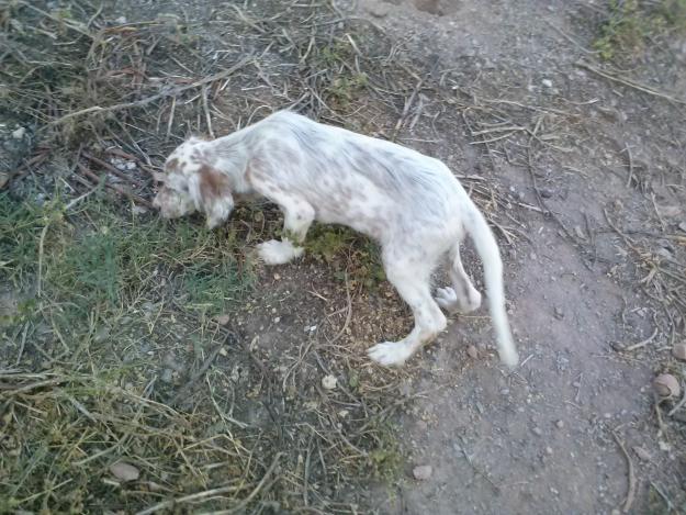 Venta de cachorros de sétter inglés