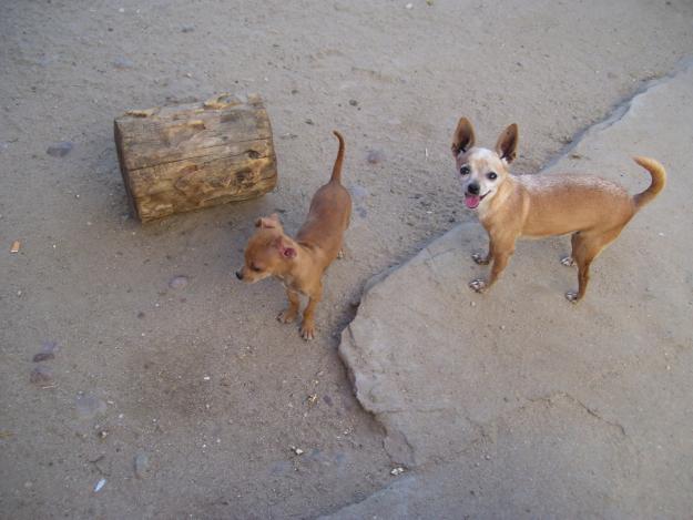 chihuahuas pequeñines