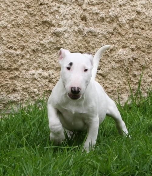 90   -shire bull terrier blanco