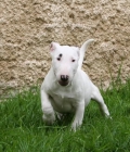 90 -shire bull terrier blanco - mejor precio | unprecio.es