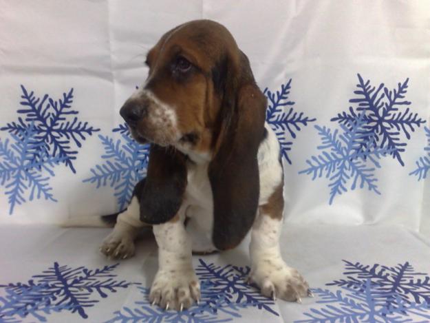 BASSET HOUND FANTASTICOS CACHORROS LISTOS PARA SER ENTREGADOS