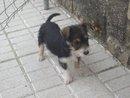 CACHORRITO SALVADO DE UNA ACEQUIA (JAEN)‏