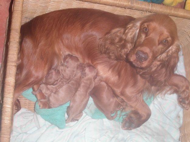 CACHORROS COCKER SPANIEL INGLES