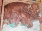 CACHORROS COCKER SPANIEL INGLES - mejor precio | unprecio.es