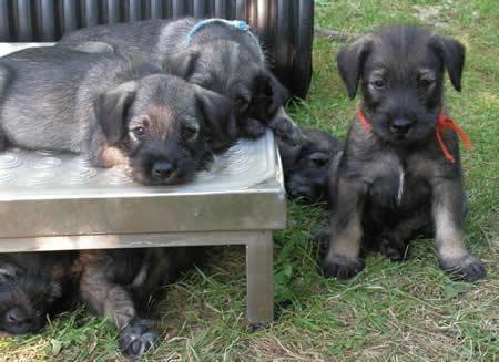 Cachorros Schnauzer Mediano S&P