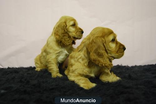 Camada de Cocker Spaniel fotos reales