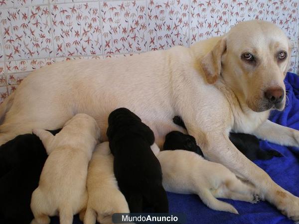 Labrador Retriever en Inca