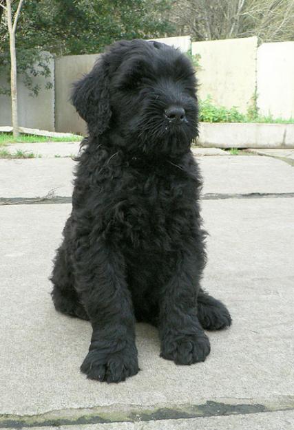 Terrier Negro Ruso (Black Russian Terrier)