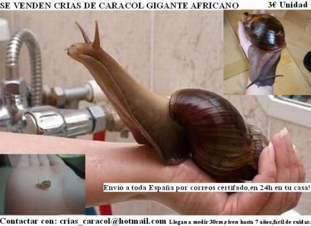 [VENDO] Crias de Caracol Gigante Africano