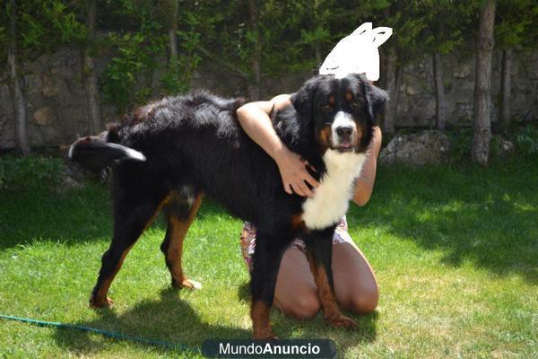 Boyero de berna para montas