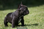 Bulldog Francés particular vende cachorros 500 euros - mejor precio | unprecio.es