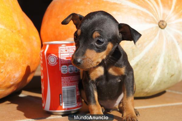 Cachorros de mini pincher