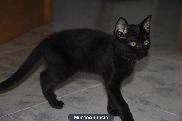 regalo gato negro (hembra)