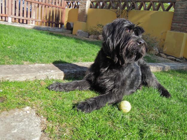 Schnauzer Gigante