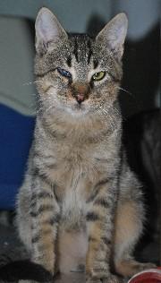 Adopta a  Ash te espera  en Madrid Felina.