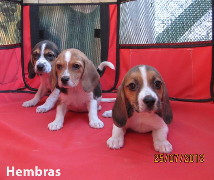 Beagles bicolores y tricolores cachorros con muy buen pedigri.