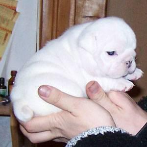 Bulldog adorable blanco para la venta