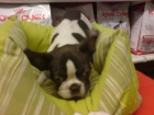 Bulldog Francés en venta cachorros - mejor precio | unprecio.es