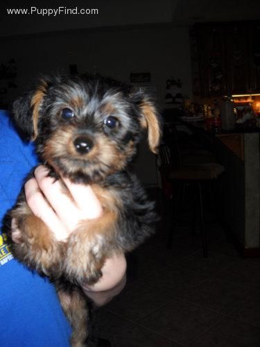 Cachorros con casi dos meses de edad, listos para entregar YORKSHIRE TERRIER A 150 EUROS