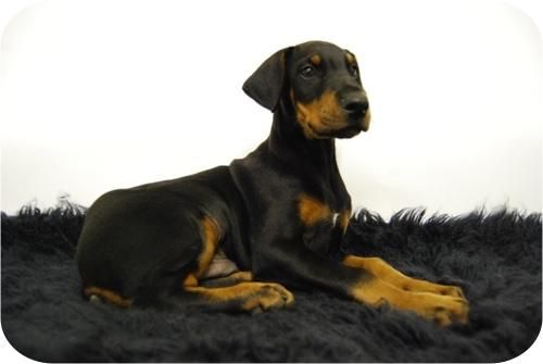 cachorros de doberman, listos para su entrega, posibilidad de envio a toda españa