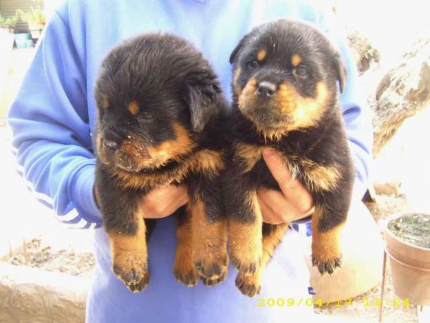 Cachorros rottweilers.Criadero Dacarvill