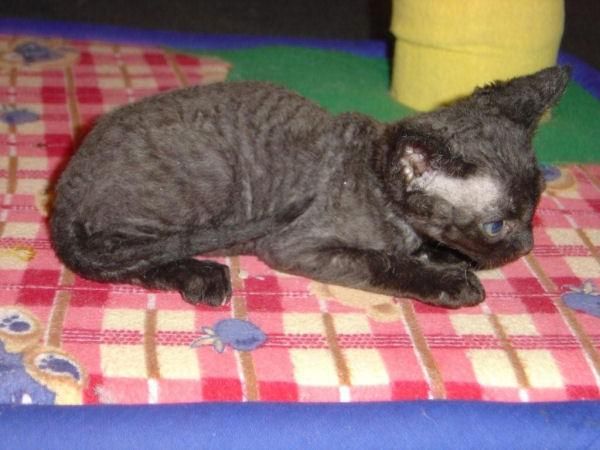 Disponible Devon Rex macho 600