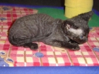 Disponible Devon Rex macho 600 - mejor precio | unprecio.es