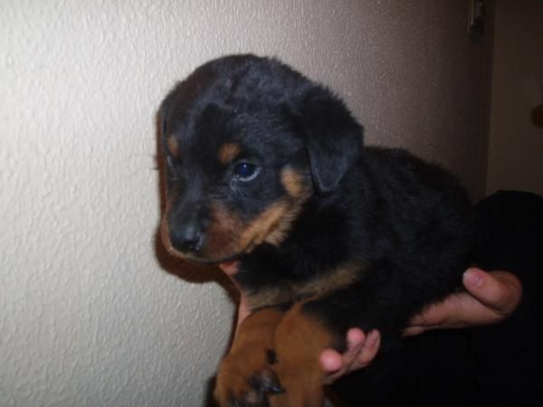 Impresionates cachorros de Rottweiler con pedigree, solo 350 euros.