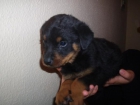 Impresionates cachorros de Rottweiler con pedigree, solo 350 euros. - mejor precio | unprecio.es