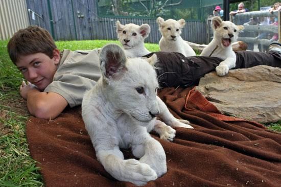 Leones Leones por venta.