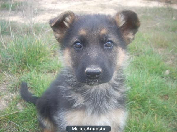 Pastor aleman. Cachorros con pedigri 290€ Barcelona