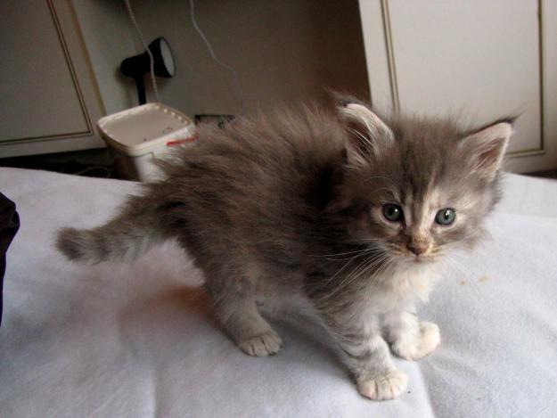 precioso Gatitos de raza Maine Coon