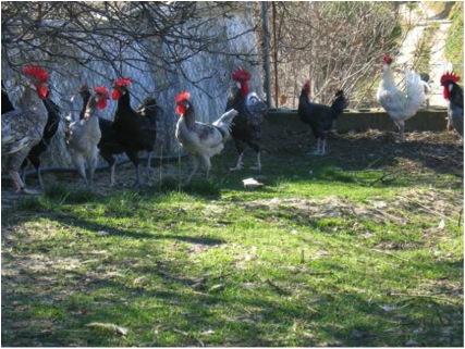 SE VENDEN GALLOS AUTOCTONOS CAMPEROS PARA CARNE