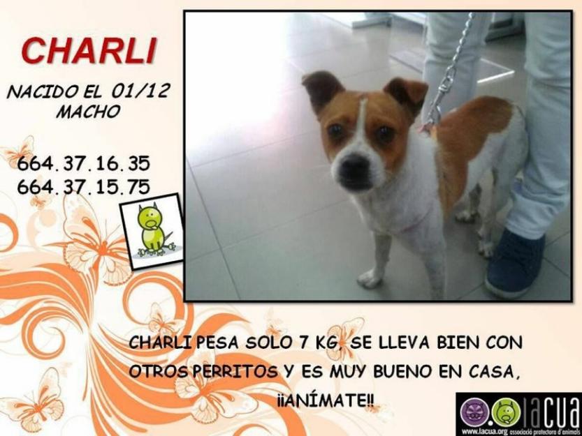 Charli en adopción