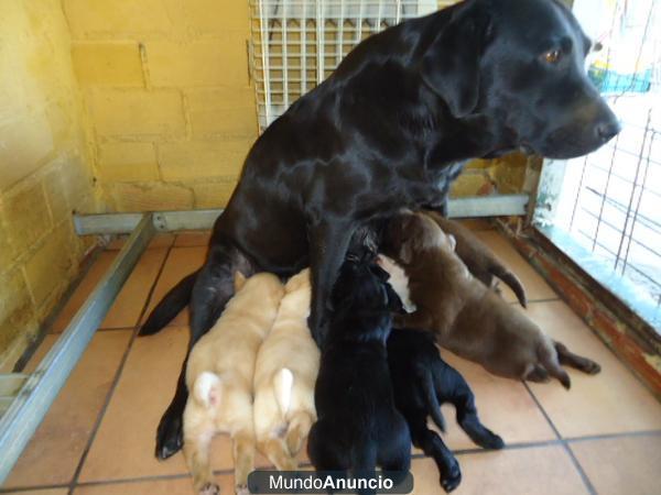 cachorros de labrador con pedigree y afijo