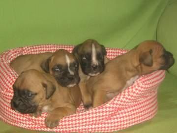 camada de boxers nacionales