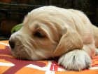 CAMADA DE GOLDEN RETRIEVER CON EXCELENTE PEDIGREE - mejor precio | unprecio.es