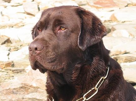 Camada de Labrador Retriever Chocolate