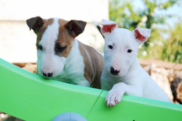 dois bull terrier cachorros para adopção.