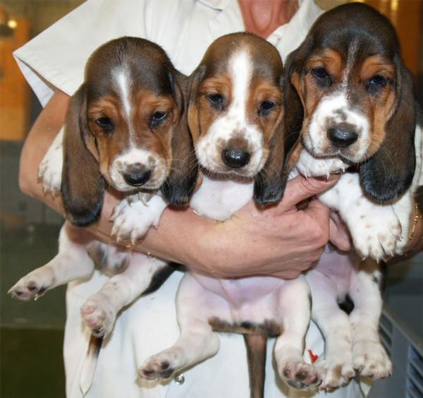 Estupendos Basset hound, buen precio