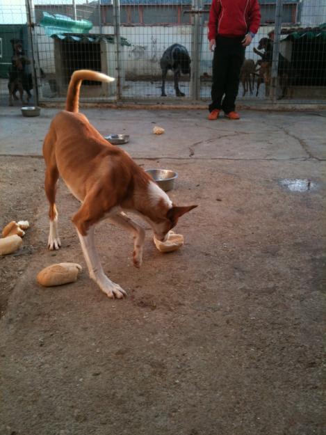 podenco andaluz