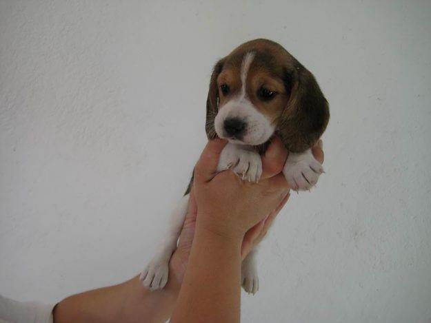 PRECIOSA CAMADA DE BEAGLES TRICOLOR,TE ENCANTARAN 350€