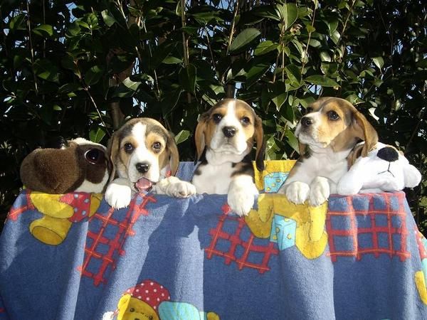 preciosos cachorritos beagles