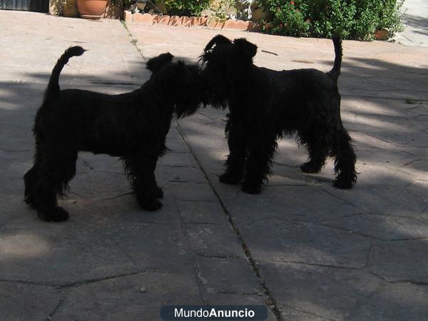 SCHNAUZER MINIATURA NEGROS LINEA DE BARBADURA EN  MADRID 420€