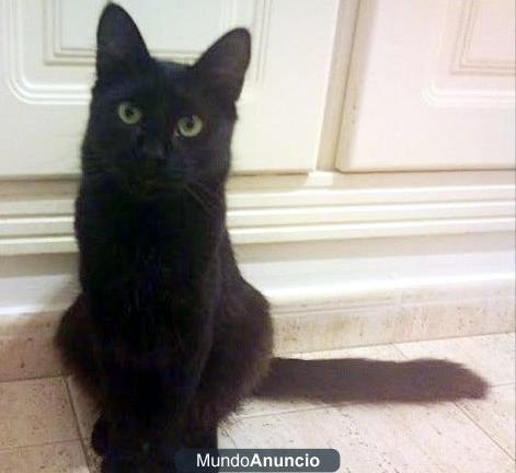 se busca gatito negro