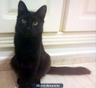 se busca gatito negro - mejor precio | unprecio.es