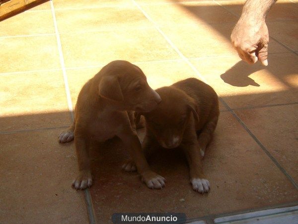 Vendo 2 ultimos cachorros podencos