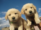 vendo goldens retrievers 200euros - mejor precio | unprecio.es