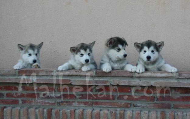 Alaskan Malamutes camada